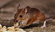24 Hour & Emergency Exterminators in University Of Ok, OK